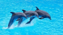 Proč dolphins - nejchytřejší zvířata?